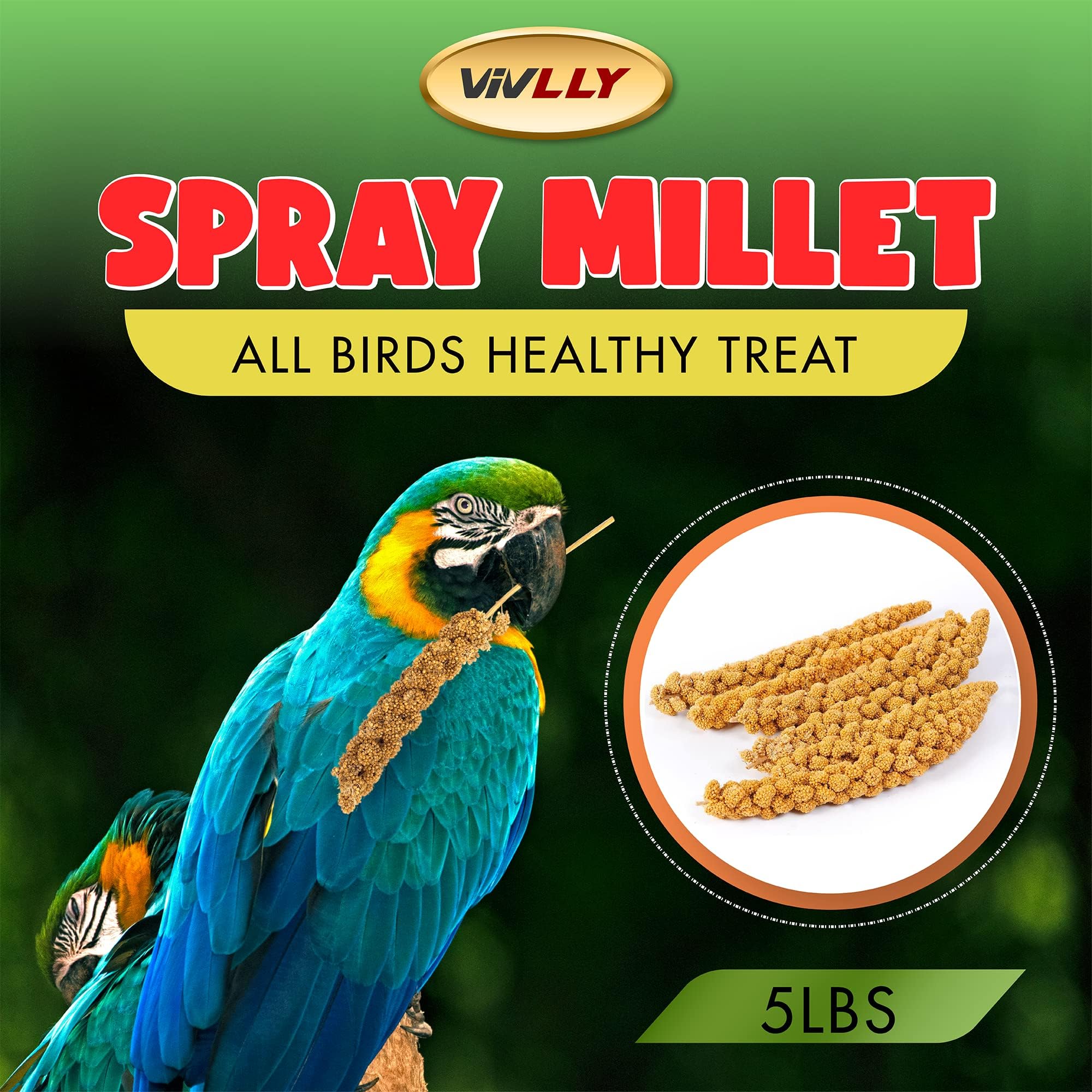 Vivlly 5LBS GMO-Free Sun Dried Spray Millet - Original Bird Treat Millet for Parakeets, Cockatiels, Finches & More - Non-GMO, Hi